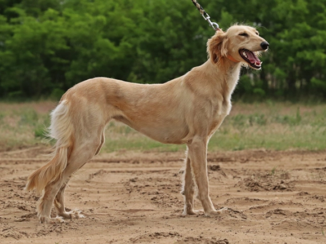 Saluki puppy for sale