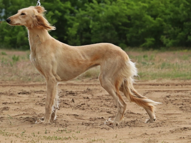 Saluki puppy for sale