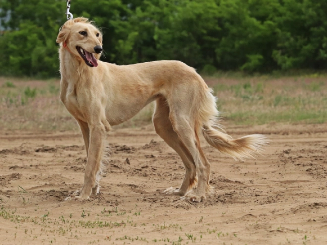 Saluki puppy for sale