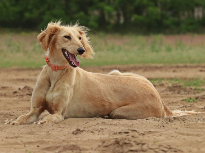 Saluki puppy for sale