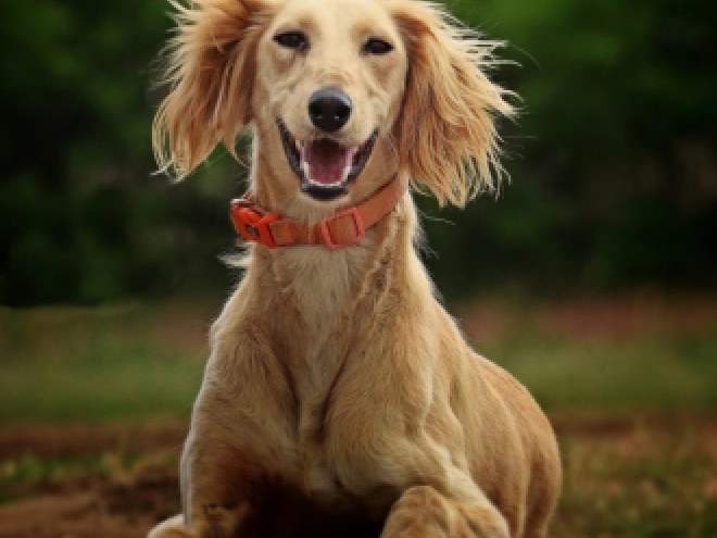 Saluki puppy for sale
