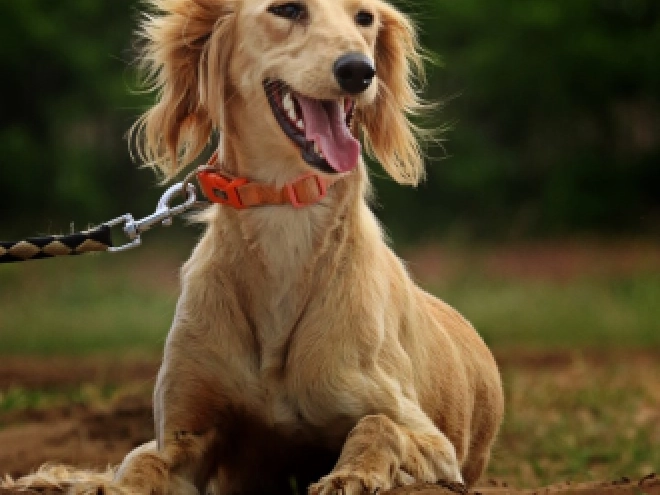 Saluki puppy for sale