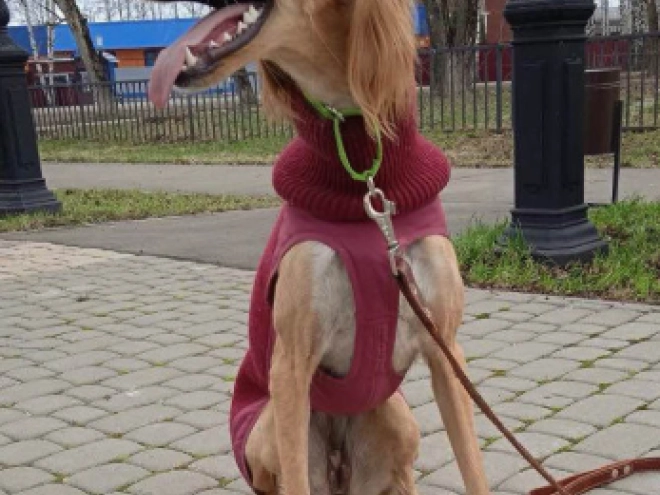 Perros Saluki en venta
