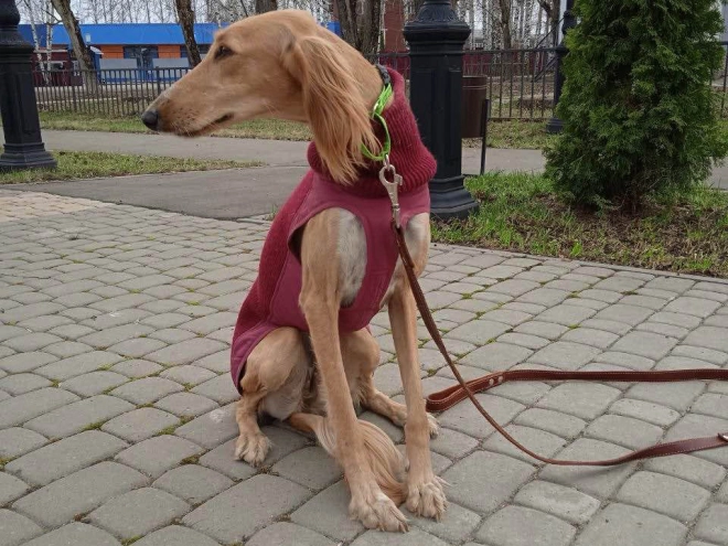 Perros Saluki en venta