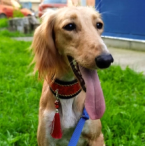 Saluki puppy for sale