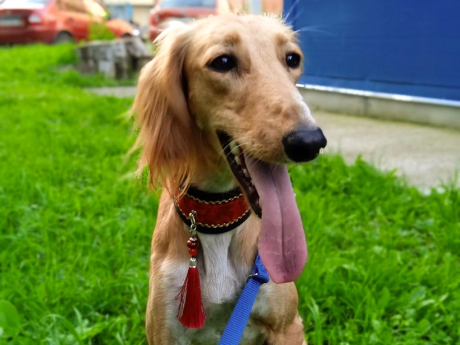 Saluki Welpe kaufen