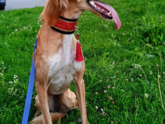 Saluki Welpe kaufen