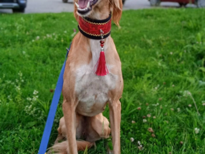 Saluki Welpe kaufen