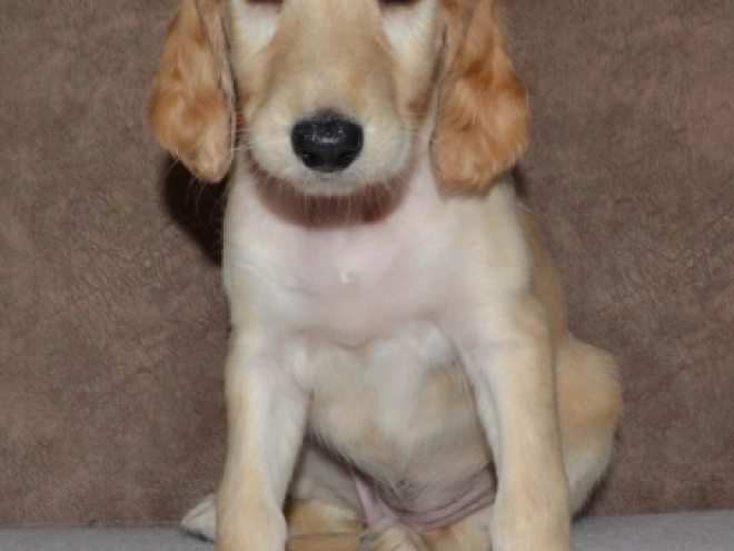 Saluki Welpe kaufen