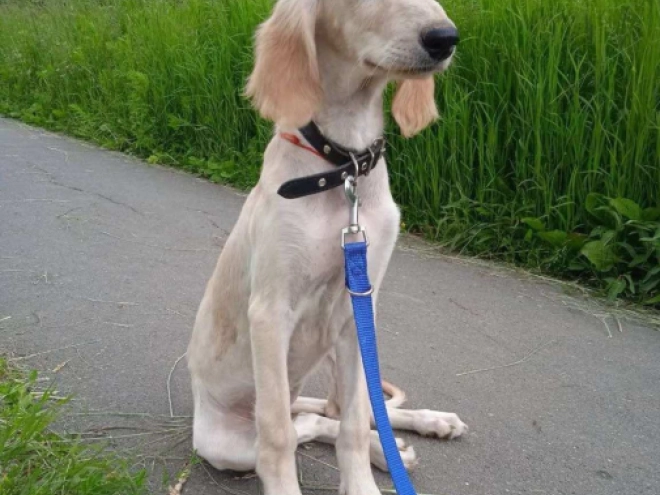 Perros Saluki en venta
