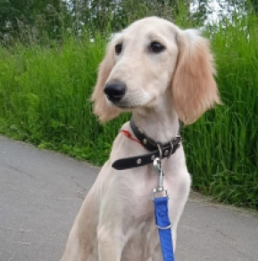 Perros Saluki en venta