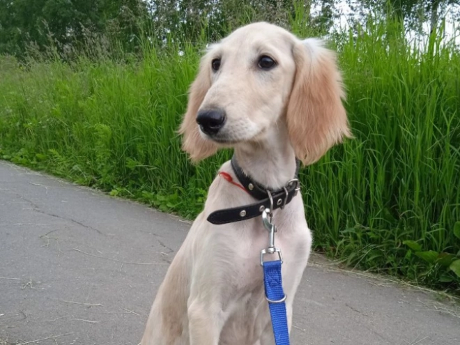 Saluki puppy for sale