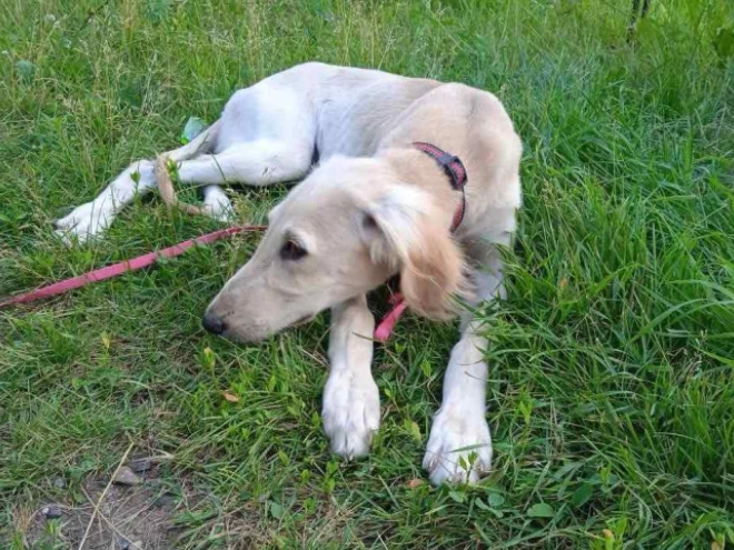 Saluki Welpe kaufen