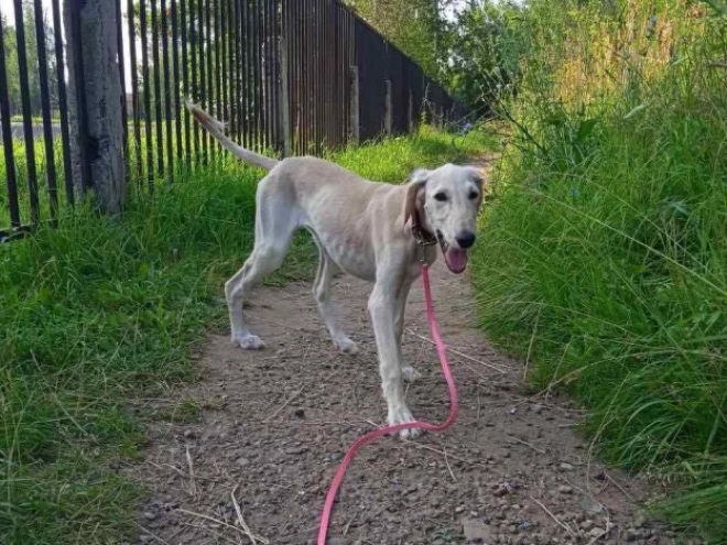 Saluki Welpe kaufen