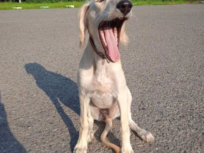 Saluki Welpe kaufen