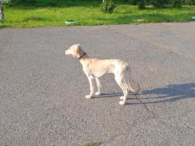 Saluki Welpe kaufen