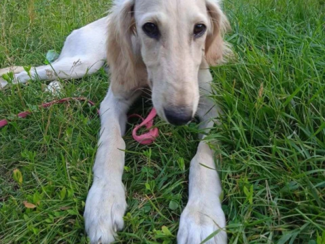 Saluki Welpe kaufen