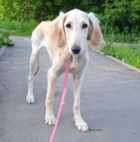 Saluki puppy for sale