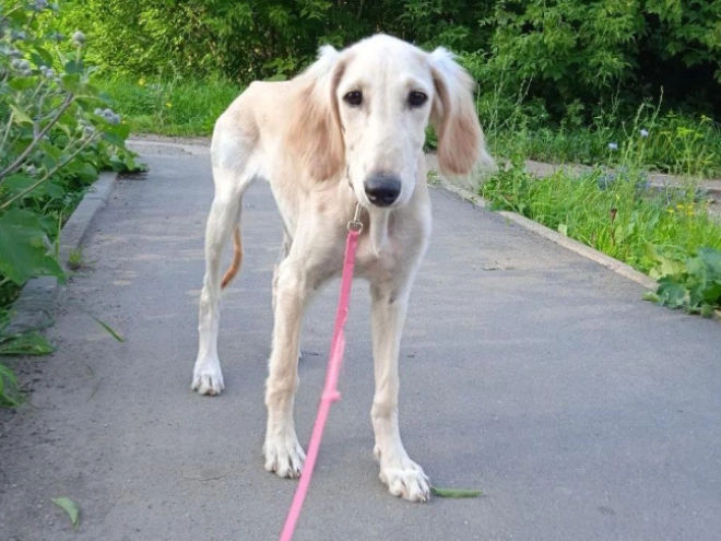 Saluki Welpe kaufen