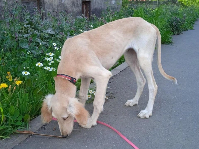 Saluki Welpe kaufen
