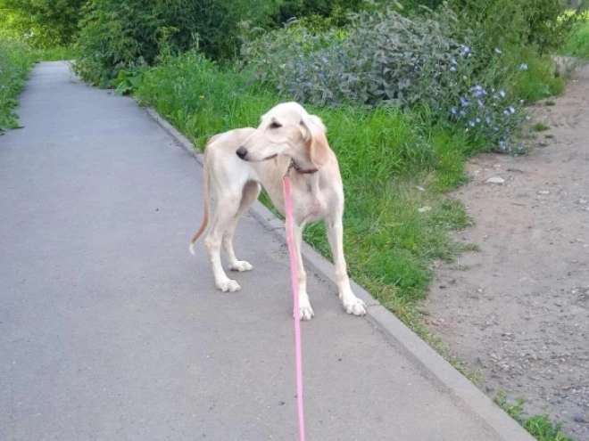 Saluki Welpe kaufen
