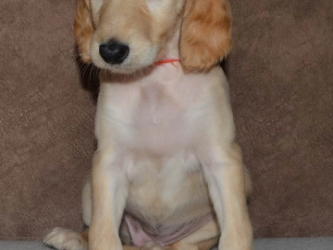 Saluki Welpe kaufen
