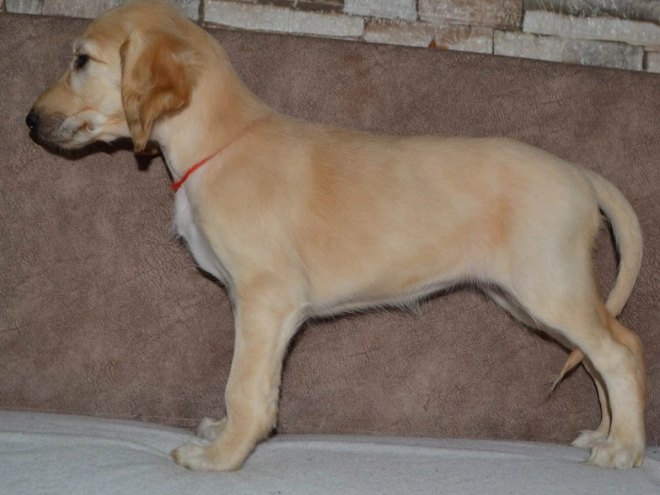 Saluki Welpe kaufen