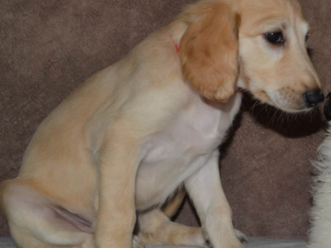 Saluki Welpe kaufen