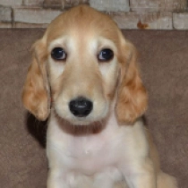 Aminex, golden Saluki Welpen kaufen