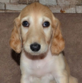 Saluki Welpe kaufen