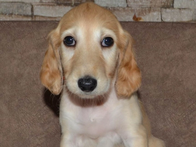 Saluki Welpe kaufen