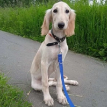 Aminex, golden Saluki for sale