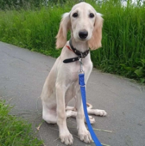 Saluki puppy for sale