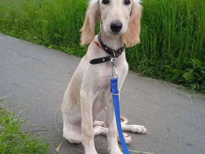 Perros Saluki en venta