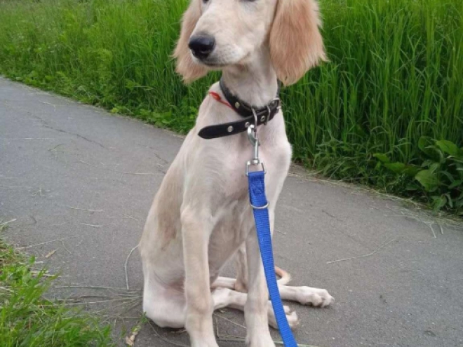 Perros Saluki en venta
