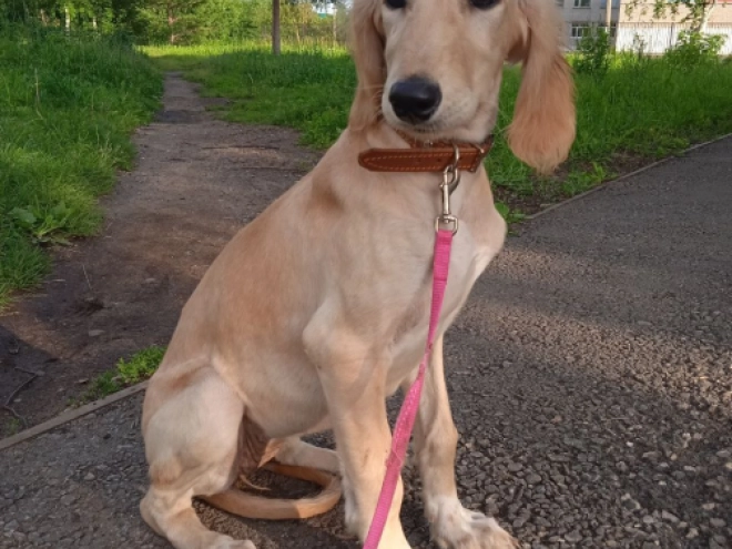 Perros Saluki en venta