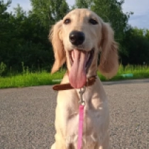 Aisara, golden Saluki for sale