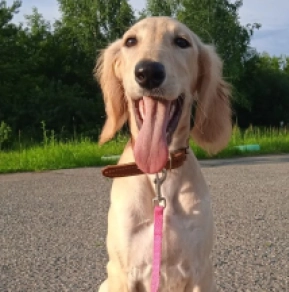 Perros Saluki en venta