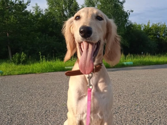 Perros Saluki en venta