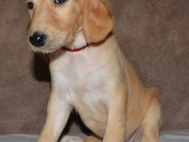 Saluki Welpe kaufen