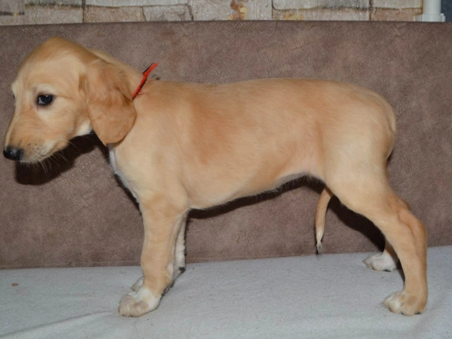 Saluki Welpe kaufen