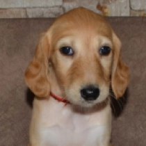 Aisara, golden Saluki Welpen kaufen