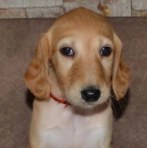 Saluki Welpe kaufen