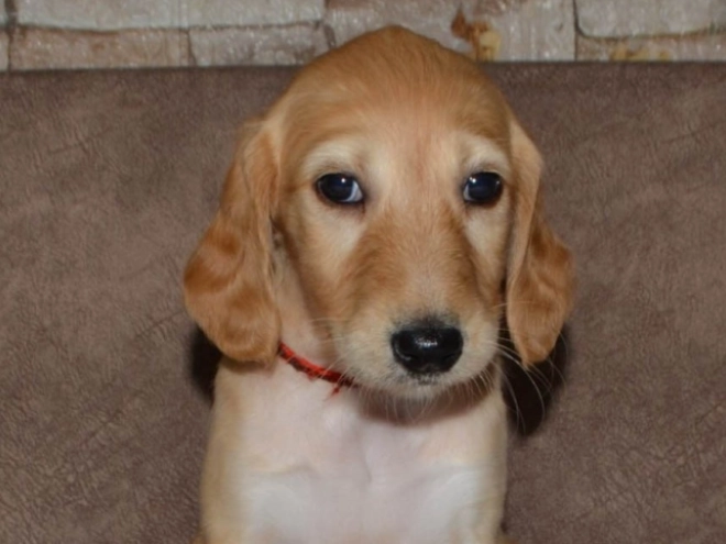 Saluki Welpe kaufen