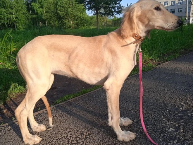 Perros Saluki en venta