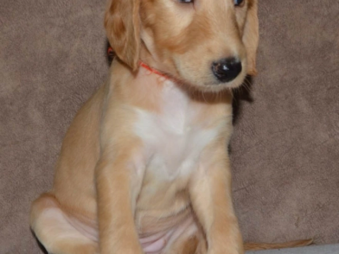 Saluki Welpe kaufen