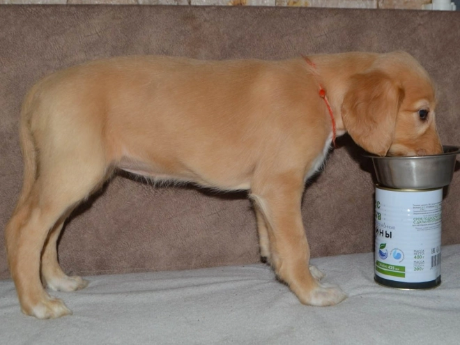 Saluki Welpe kaufen