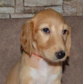 Saluki Welpe kaufen