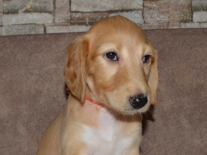 Saluki Welpe kaufen