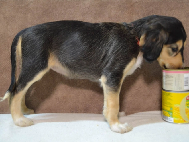 Saluki Welpe kaufen